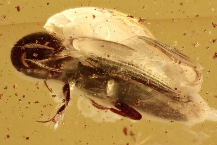 Detailed Fossil False Click Beetle (Eucnemidae) in Baltic Amber #273280